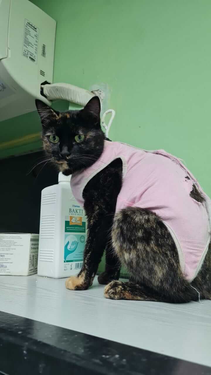 Sanfte Seele Katzendame Jasmin aus Athen adoptieren