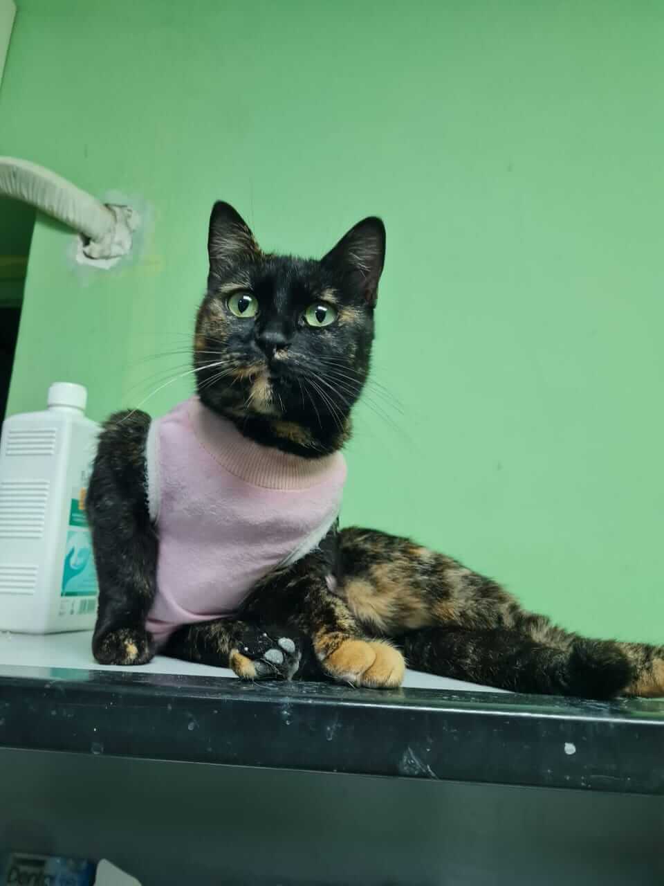 Sanfte Seele Katzendame Jasmin aus Athen adoptieren
