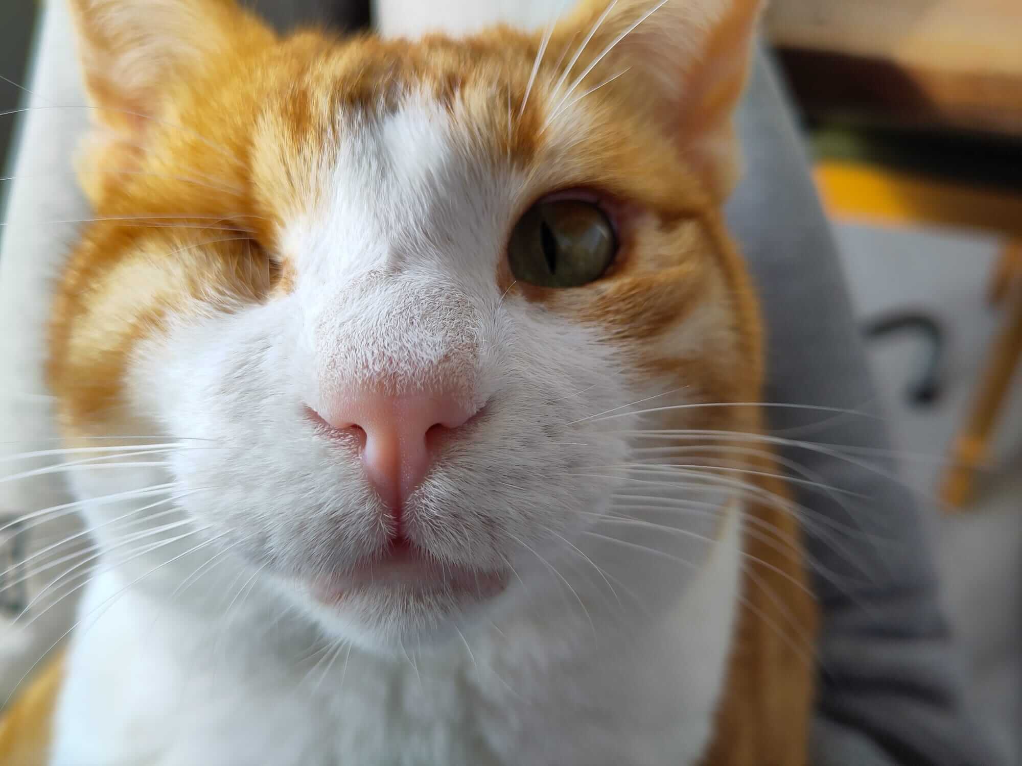 Lieber Kater sucht dringend Zuhause