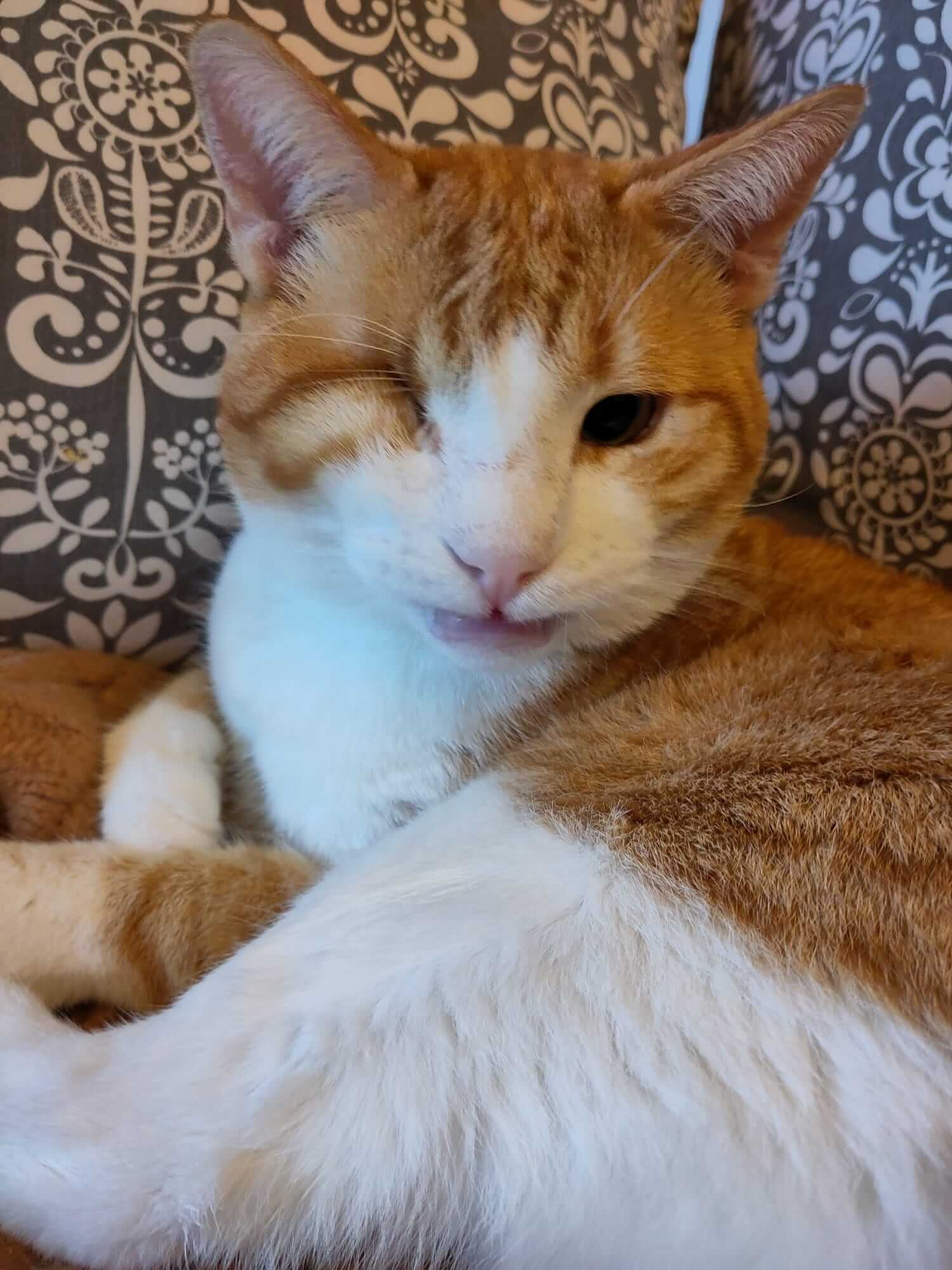 Lieber Kater sucht dringend Zuhause