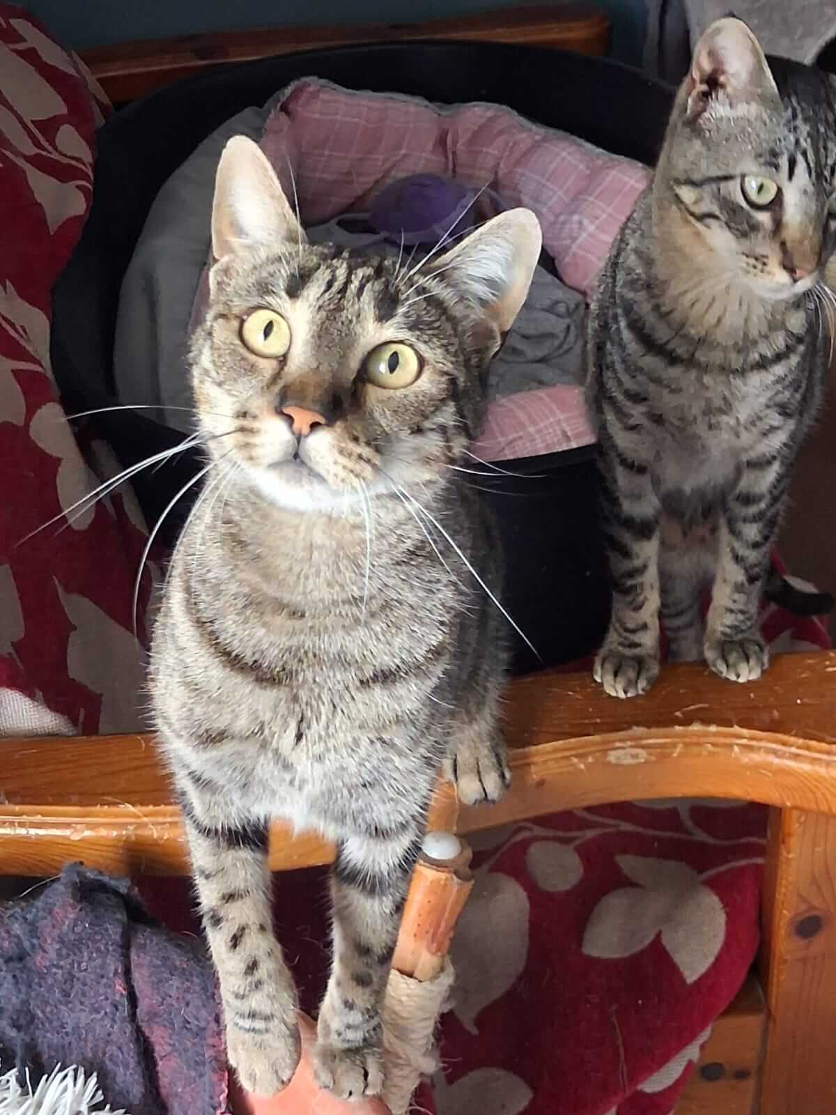 Katze-adoptieren-Athener-Cats-Katja26 Katze-adoptieren-Athener-Cats-Katja