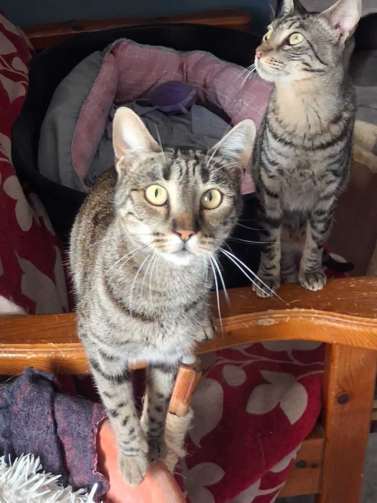 Katze-adoptieren-Athener-Cats-Katja27 Katze-adoptieren-Athener-Cats-Katja27