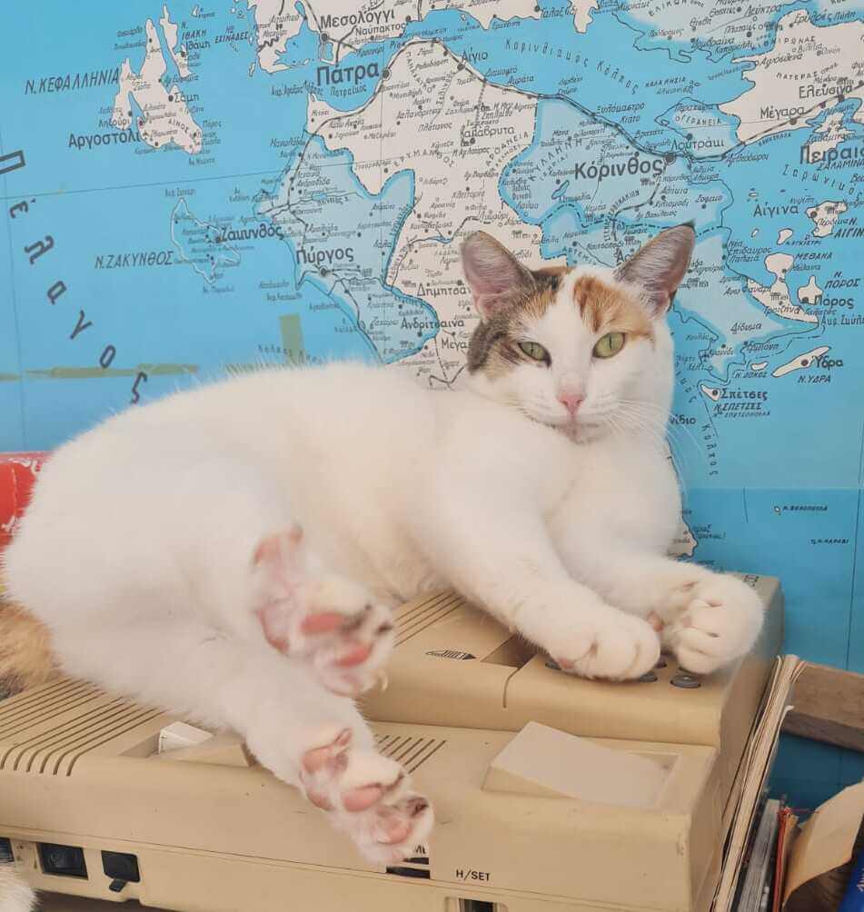 Liebe Katze aus Athen sucht ein neues Zuhause