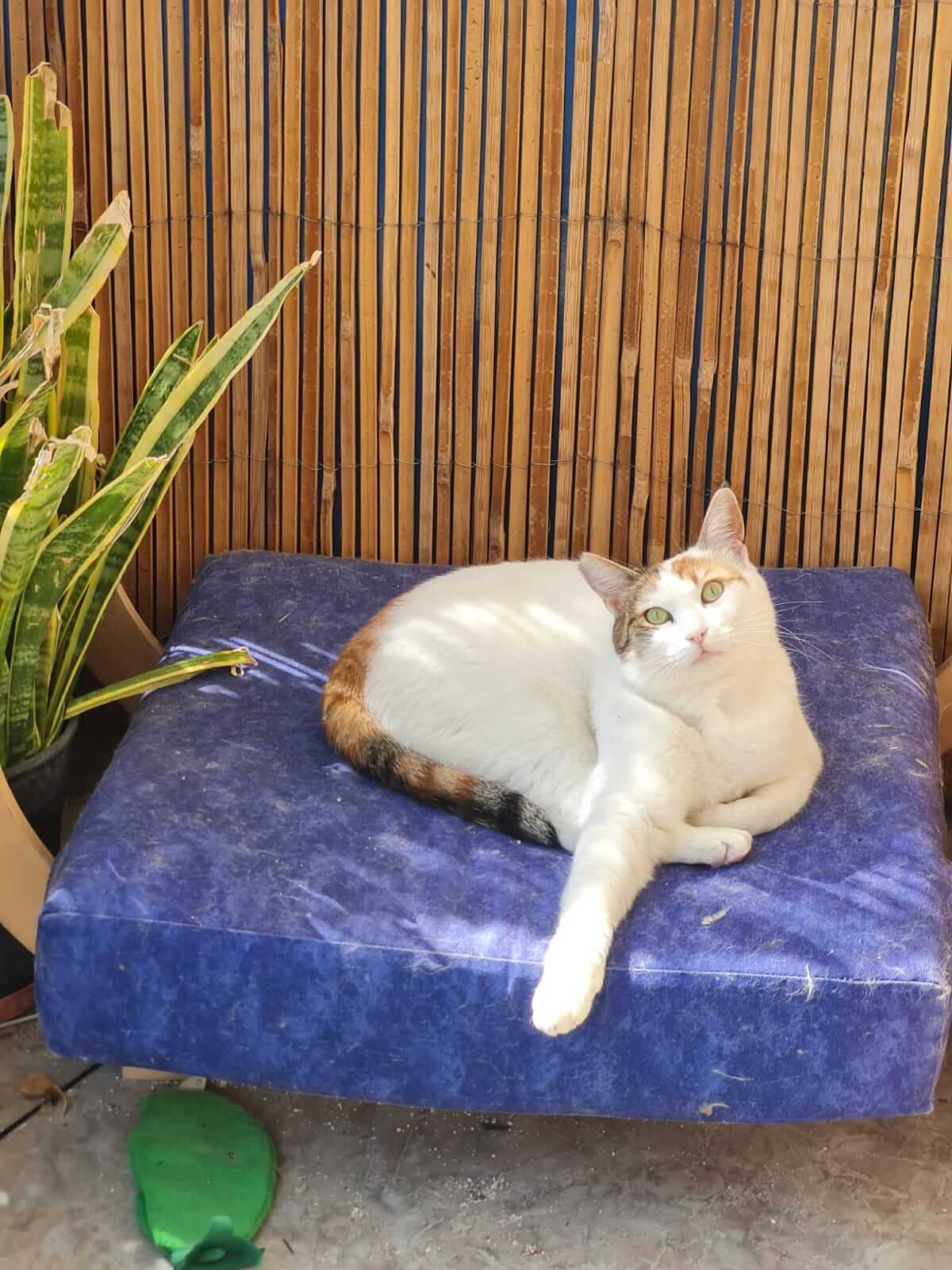 Katze adoptieren Leticia