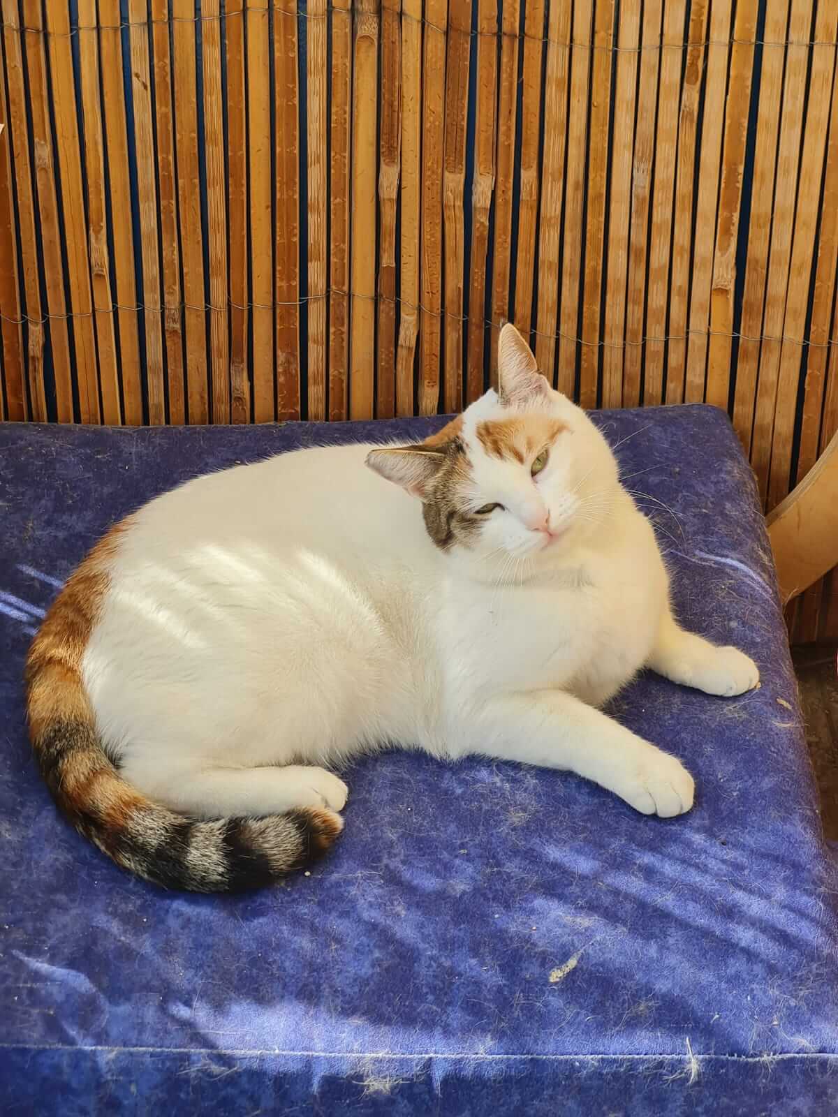 Liebe Katze aus Athen sucht ein neues Zuhause