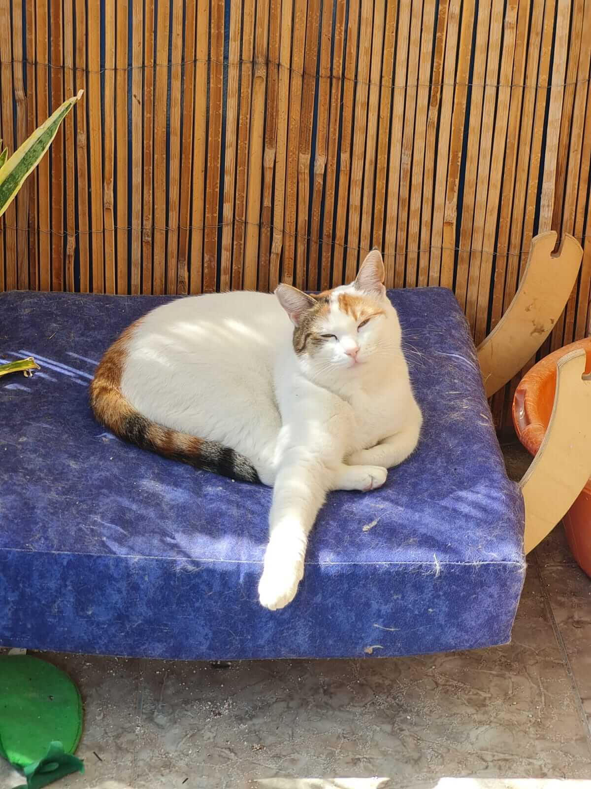 Liebe Katze aus Athen sucht ein neues Zuhause