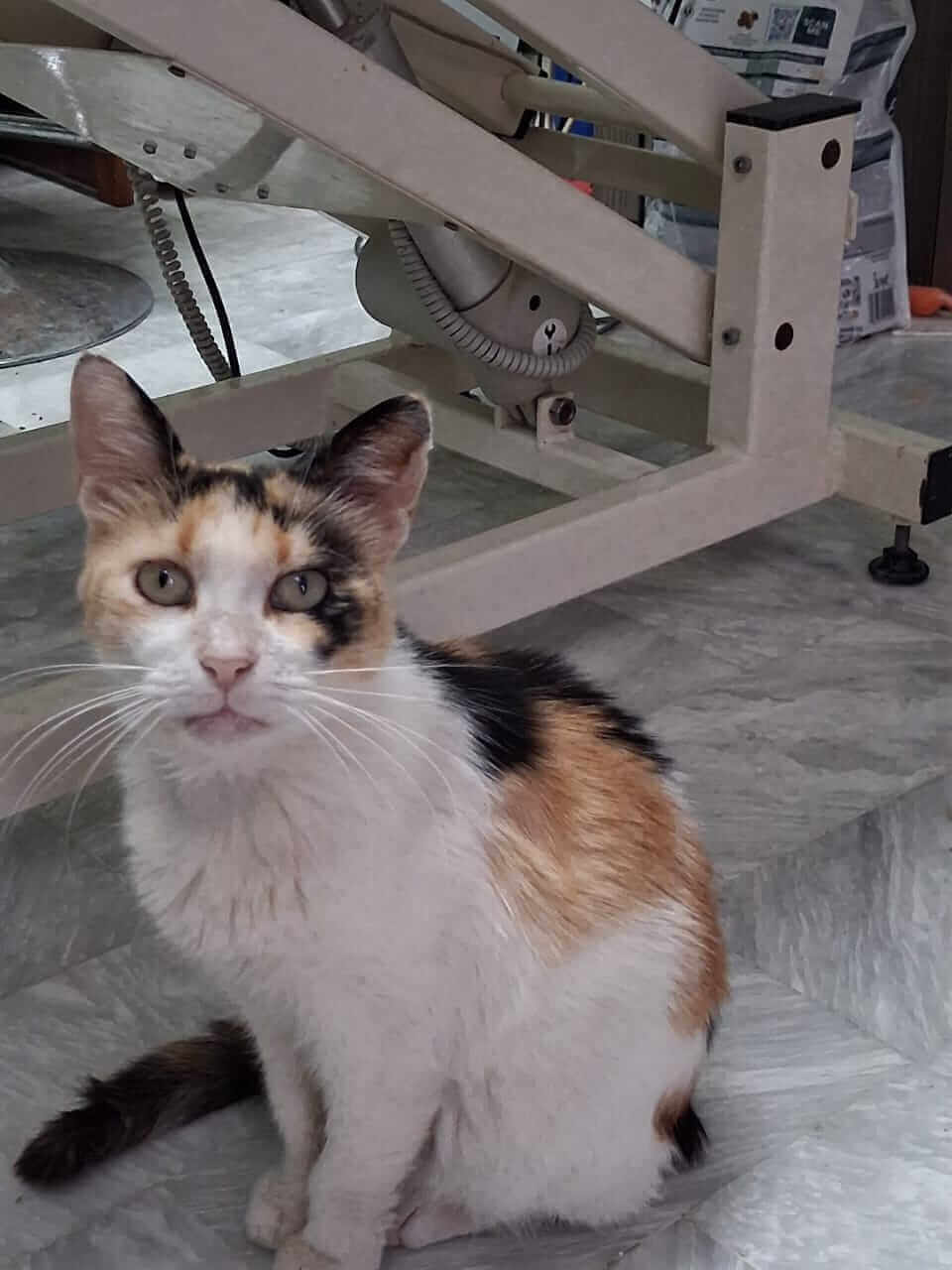 Katze-adoptieren-Athener-Cats-Lola-