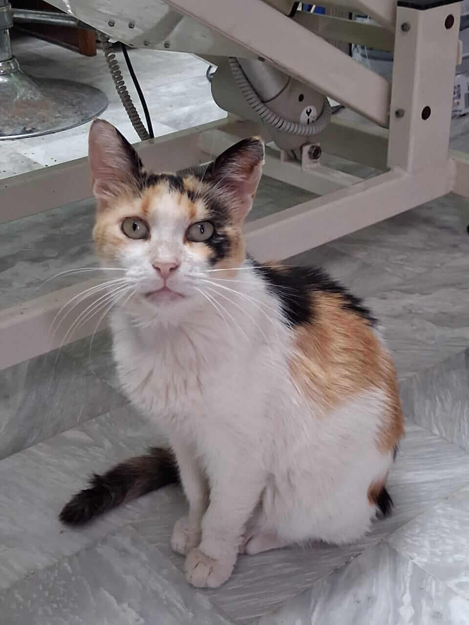Katze-adoptieren-Athener-Cats-Lola