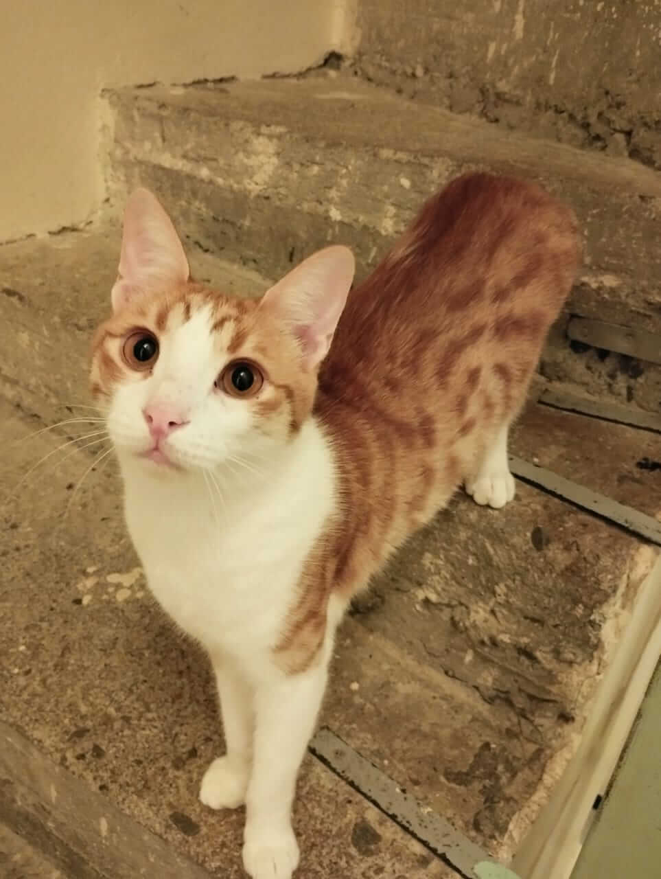 Zwei Katzenbrüder aus Athen suchen Zuhause