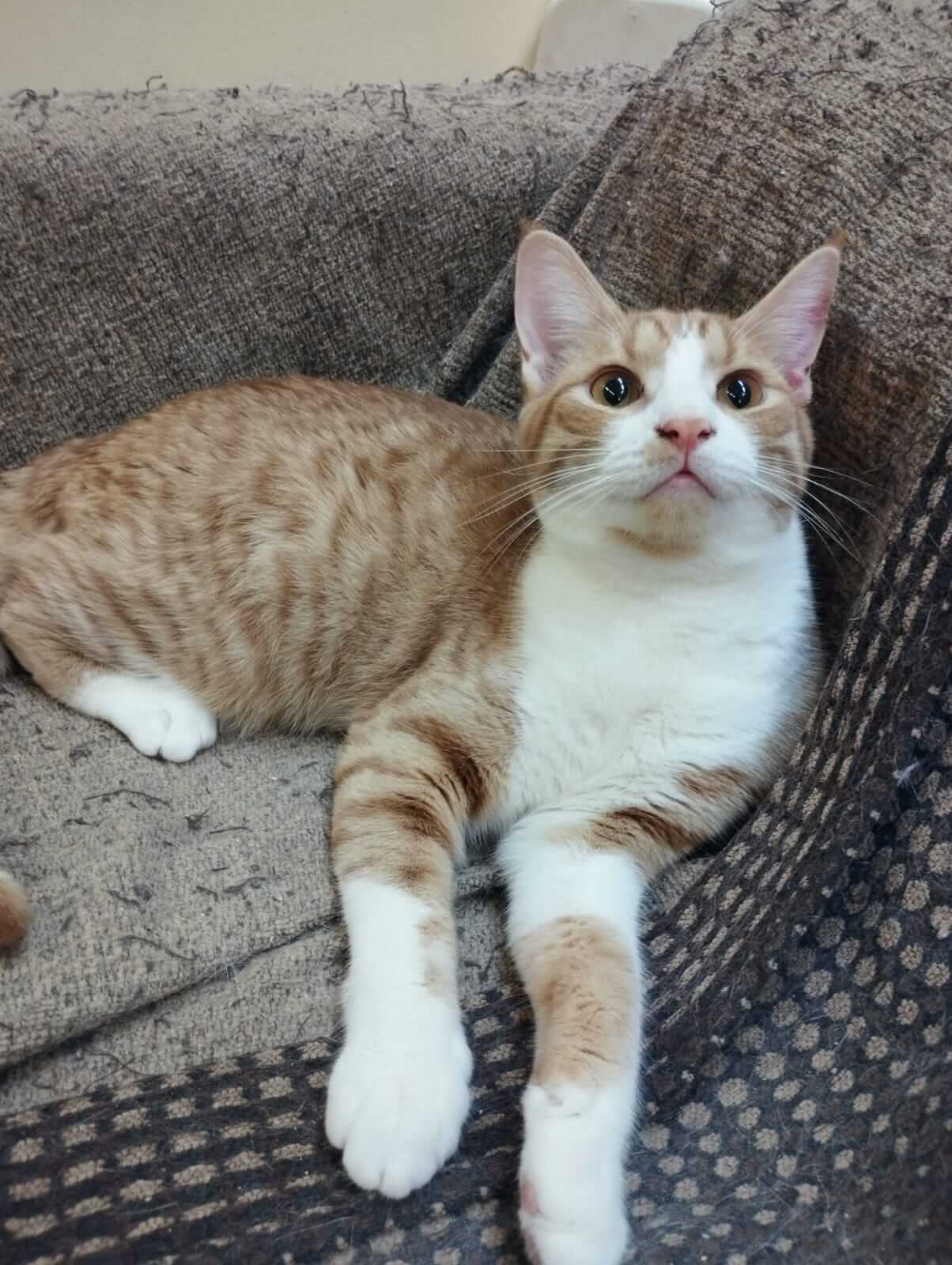 Zwei Katzenbrüder aus Athen suchen Zuhause