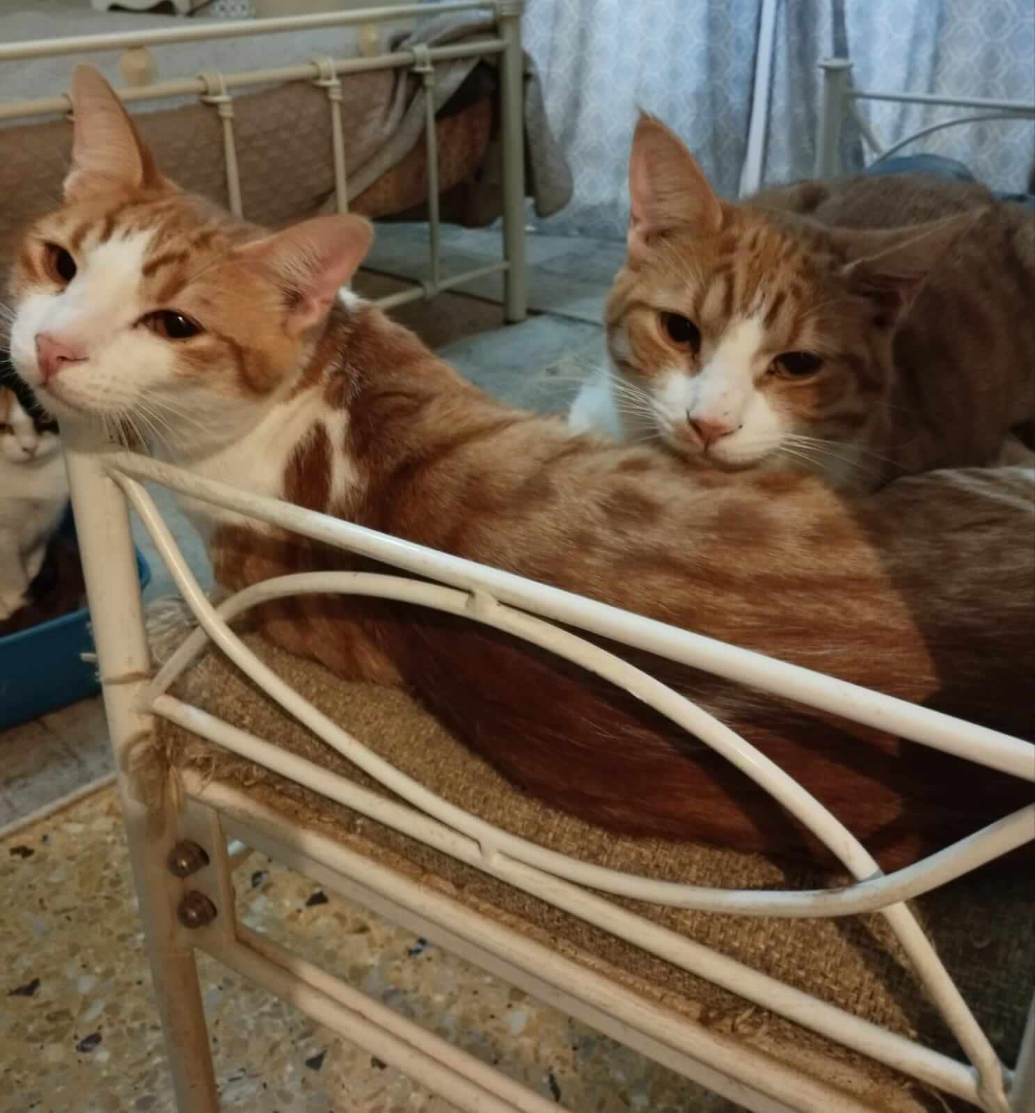 Zwei Katzenbrüder aus Athen suchen Zuhause