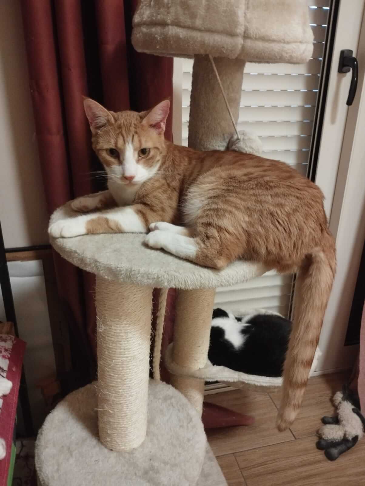 Zwei Katzenbrüder aus Athen suchen Zuhause