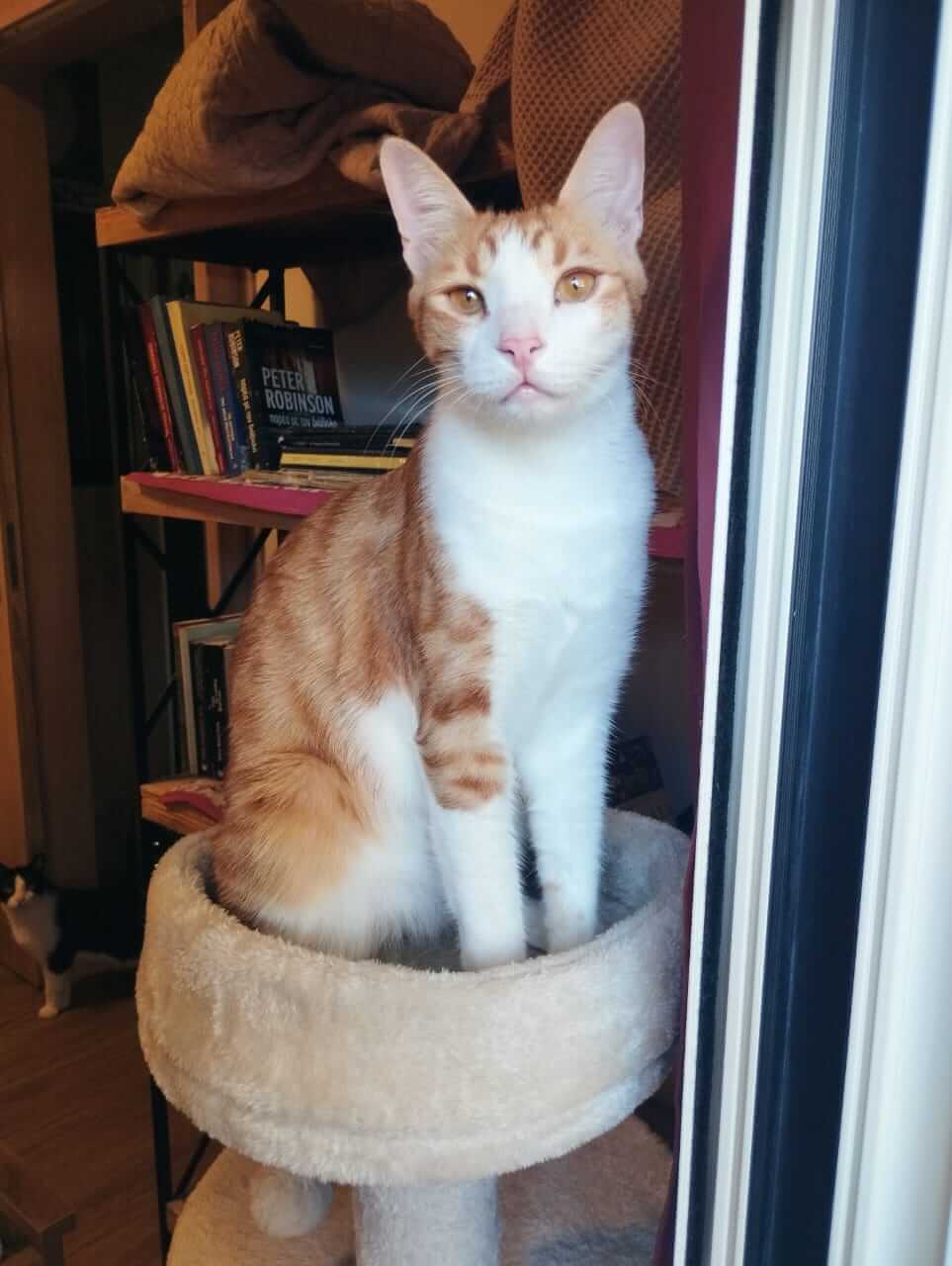 Zwei Katzenbrüder aus Athen suchen Zuhause