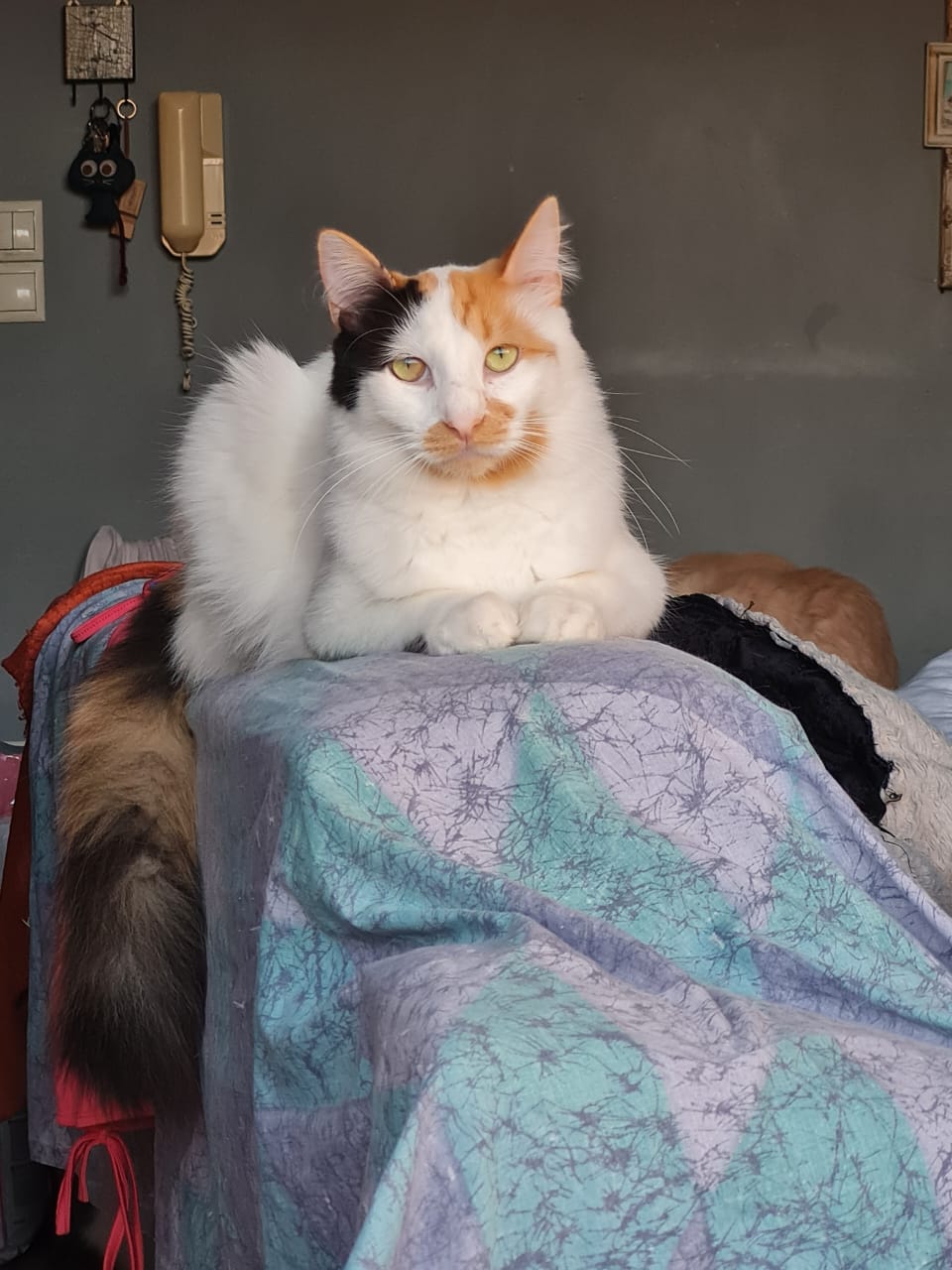 Margie Katze aus Athen adoptieren