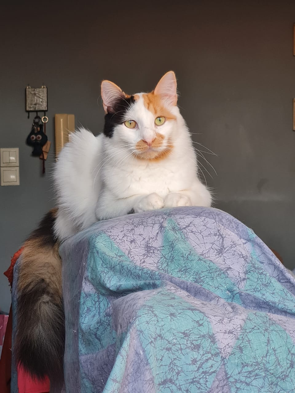 Margie Katze aus Athen adoptieren