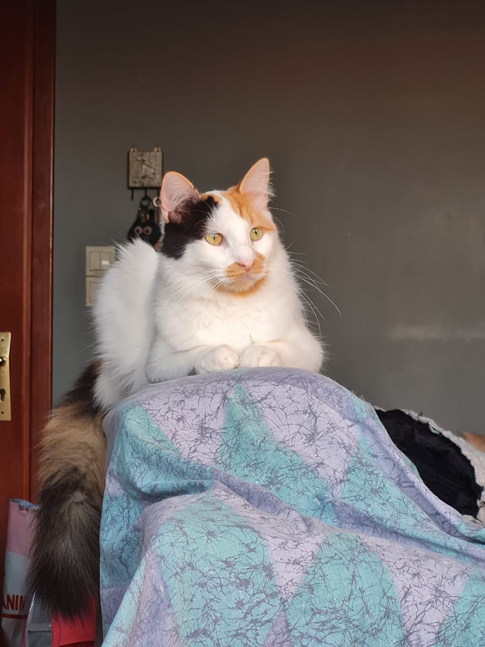 Margie Margie Katze aus Athen adoptieren