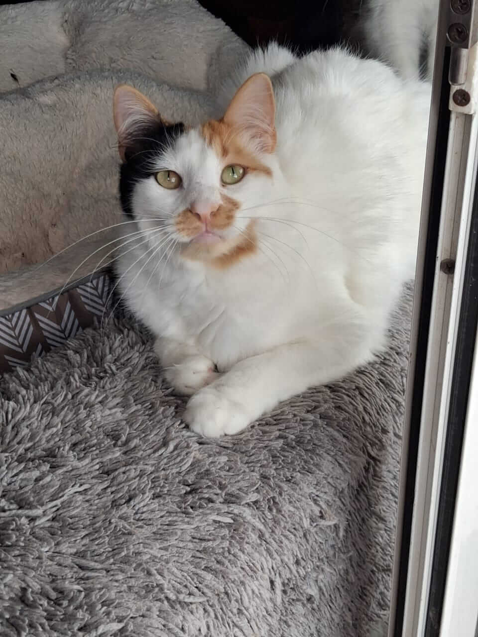 Katze adoptieren Margie Athenercats