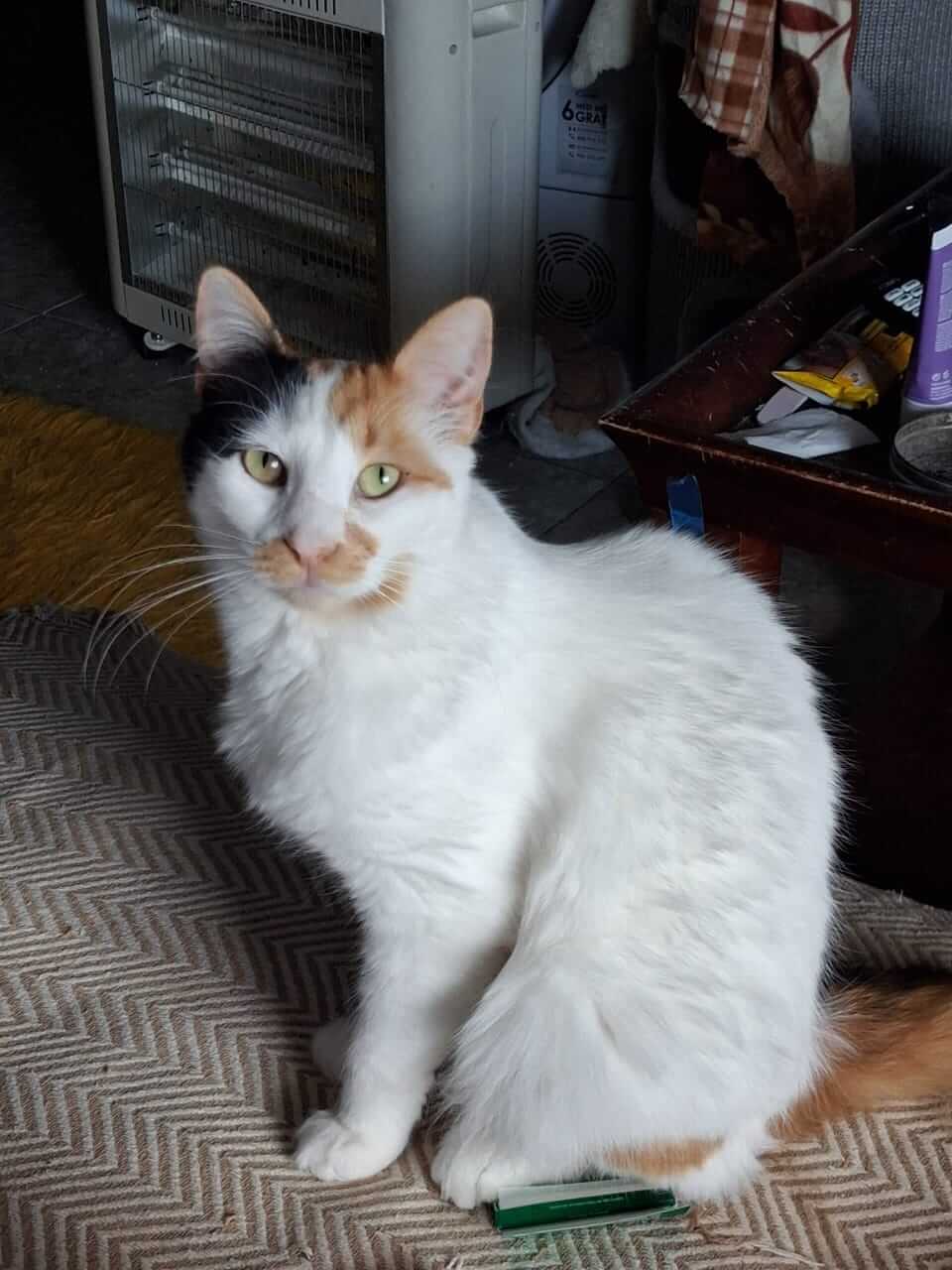 Katze adoptieren Margie Athenercats