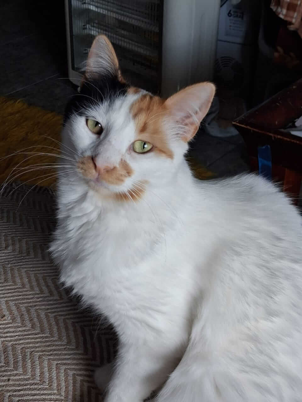 Katze adoptieren Margie Athenercats