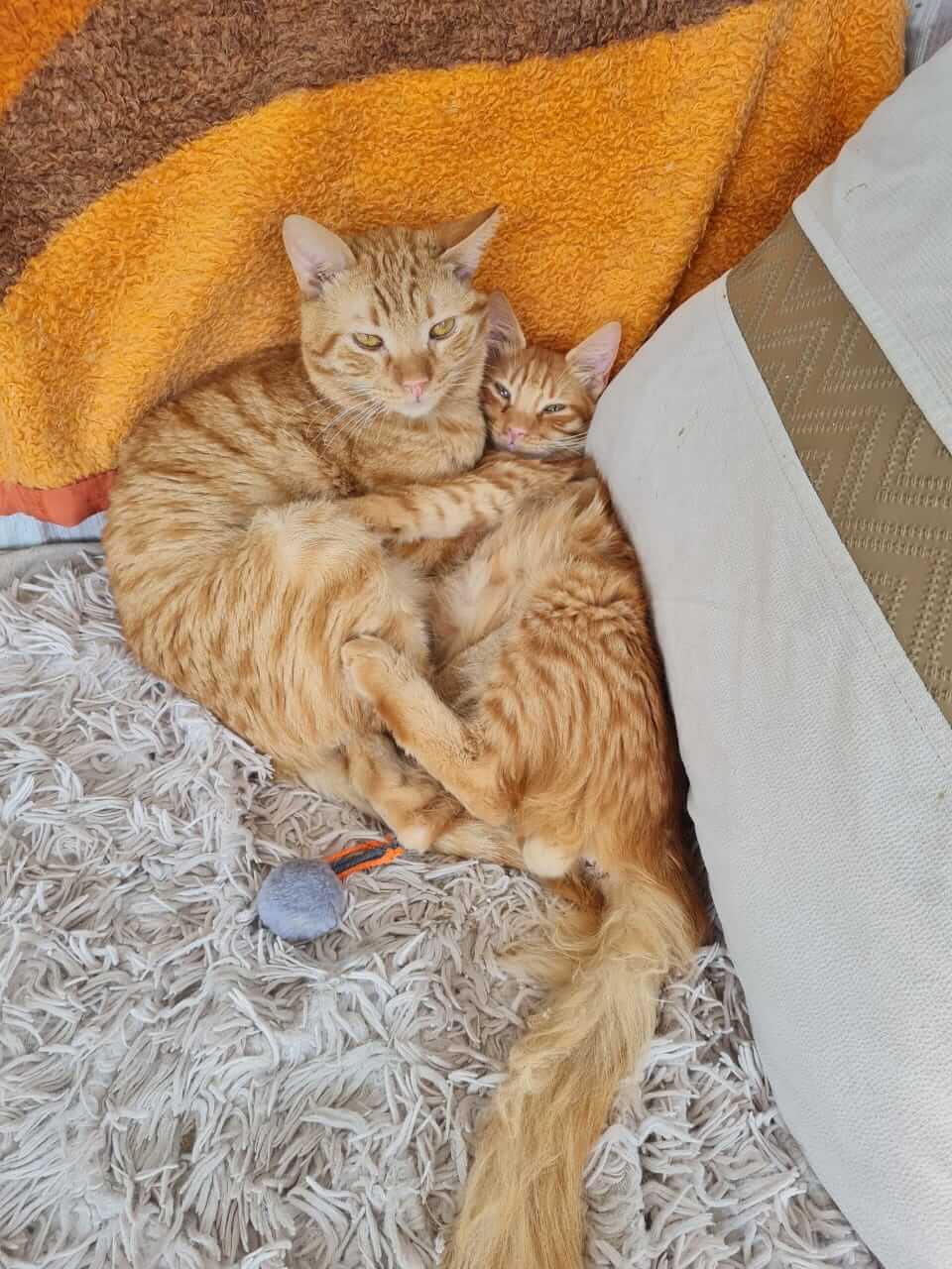 Katzen adoptieren aus Athen