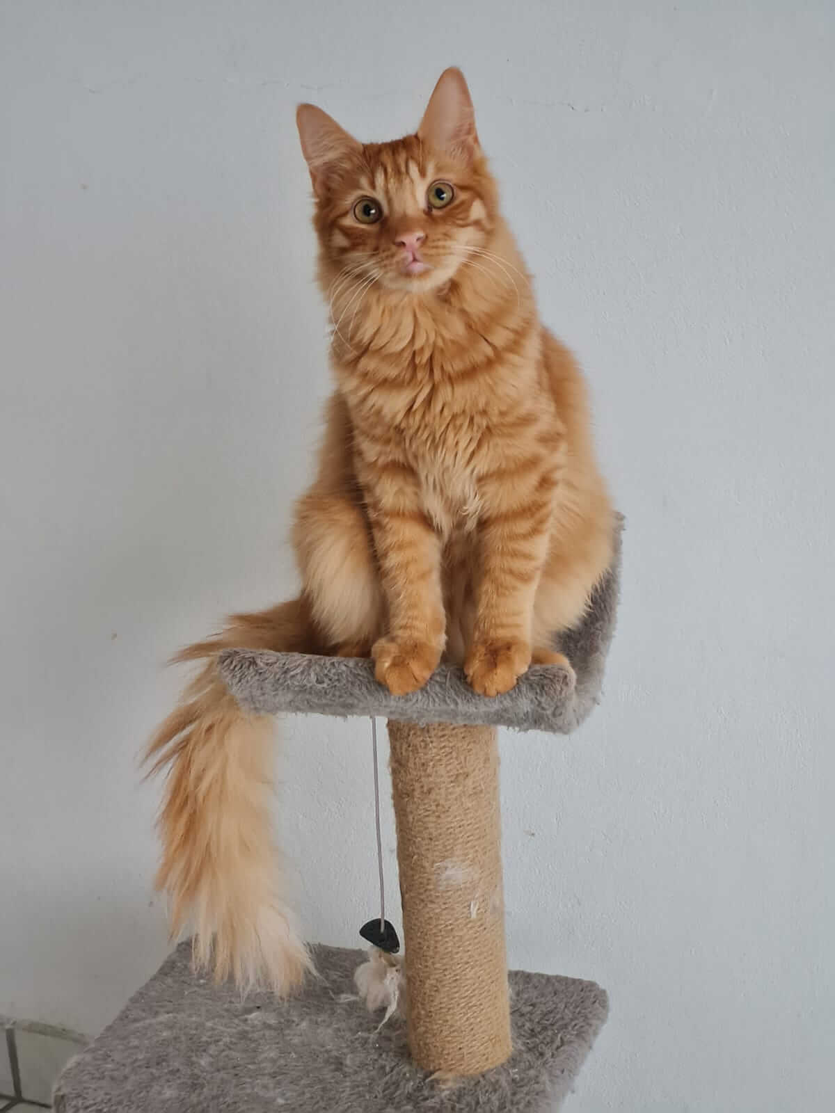 Kater adoptieren Athener Cats