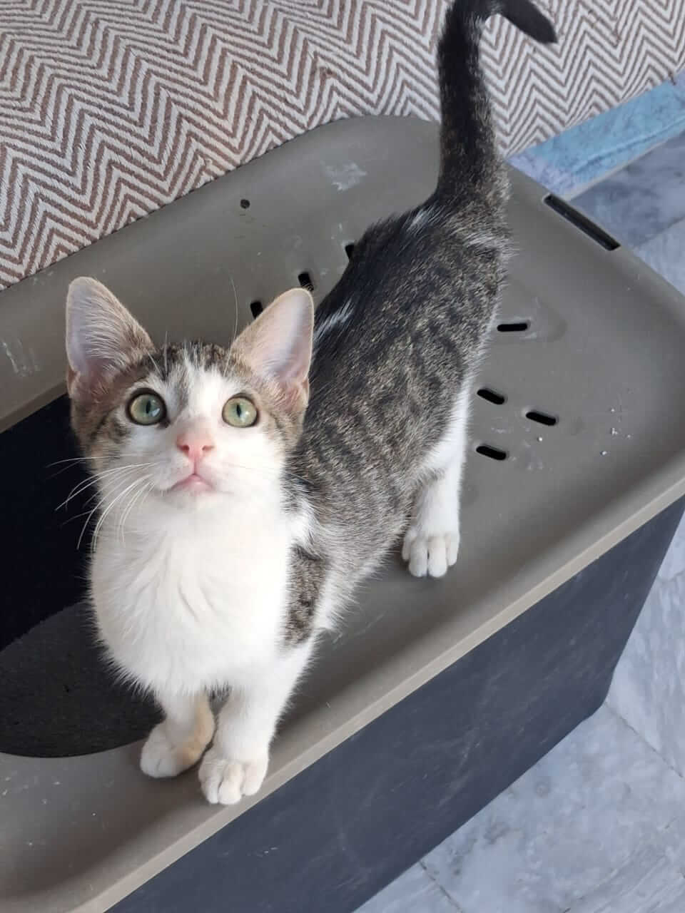 Katze-adoptieren-Athener-Cats-Merry