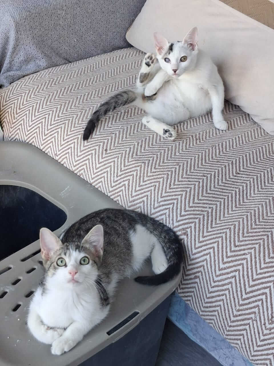 Katze-adoptieren-Athener-Cats-Merry