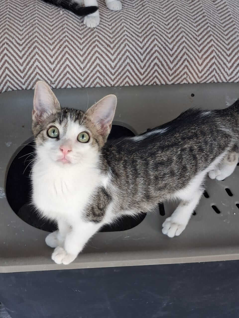 Katze-adoptieren-Athener-Cats-Merry