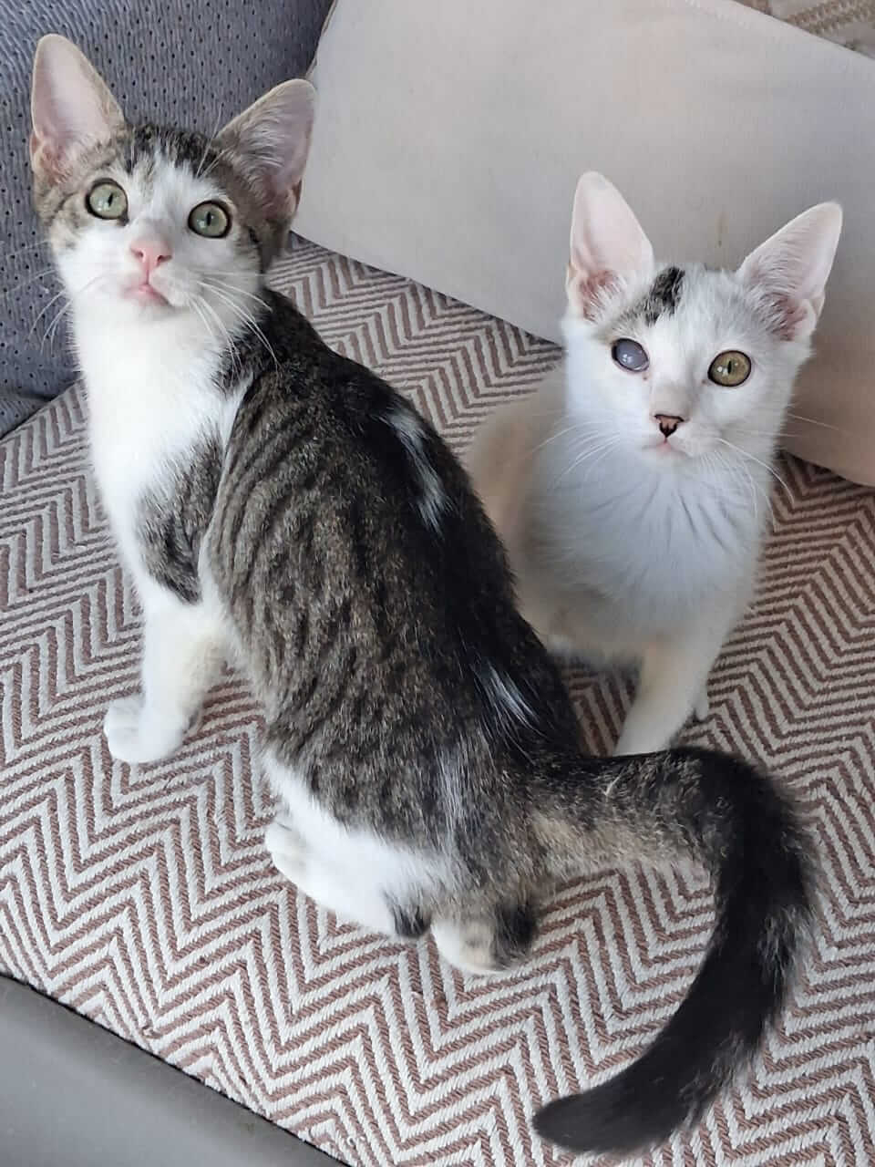 Katze-adoptieren-Athener-Cats-Merry