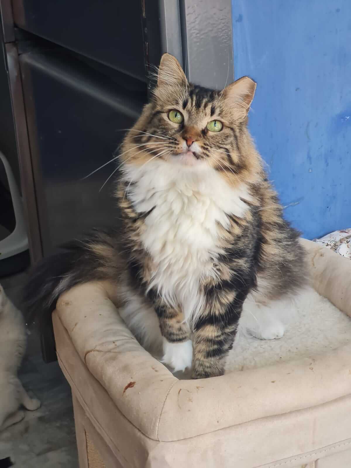 Katze-adoptieren