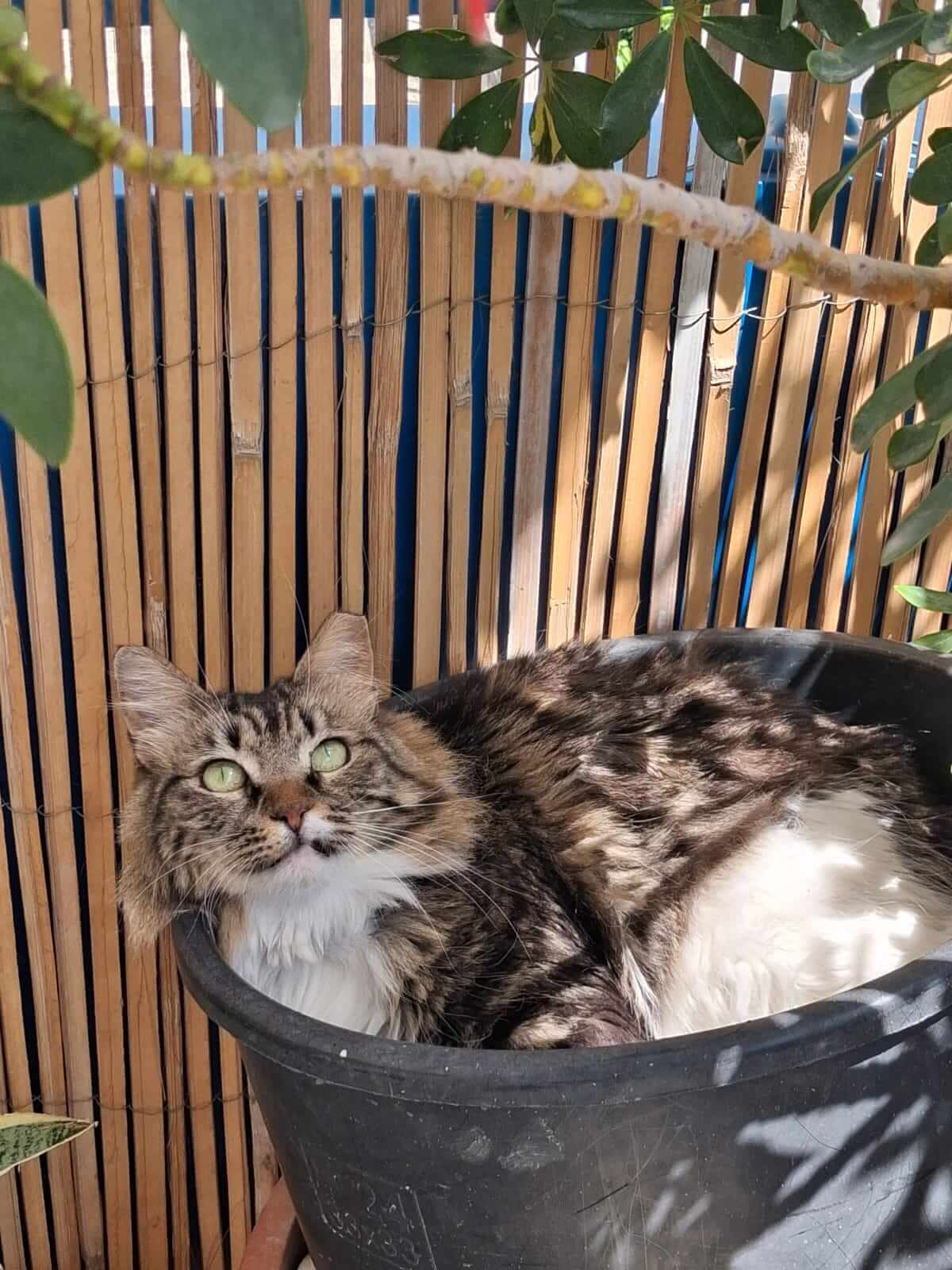 katze adoptieren Minna