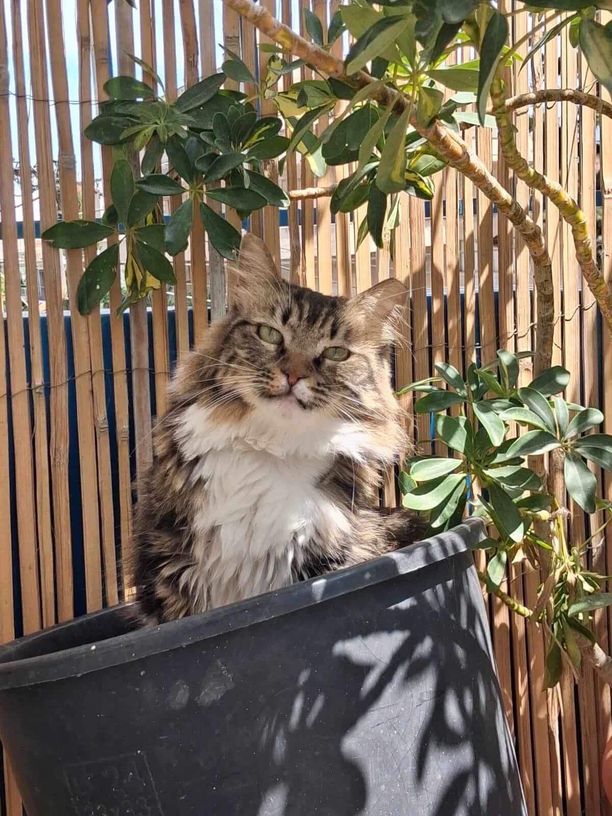 katze adoptieren Minna