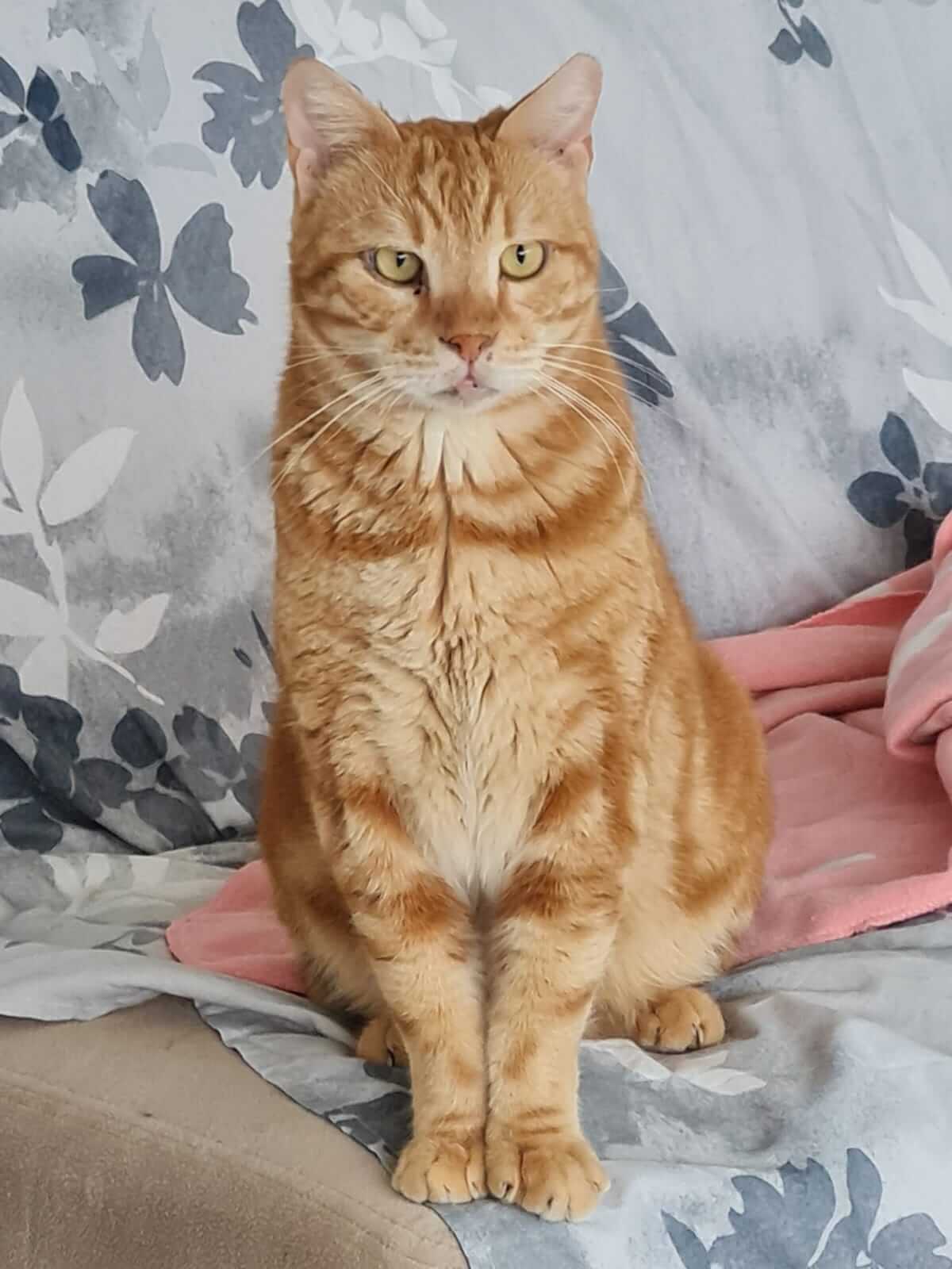 Kater adoptieren Athener Cats