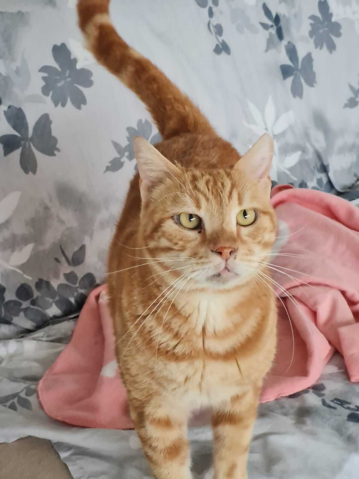 Kater adoptieren Athener Cats