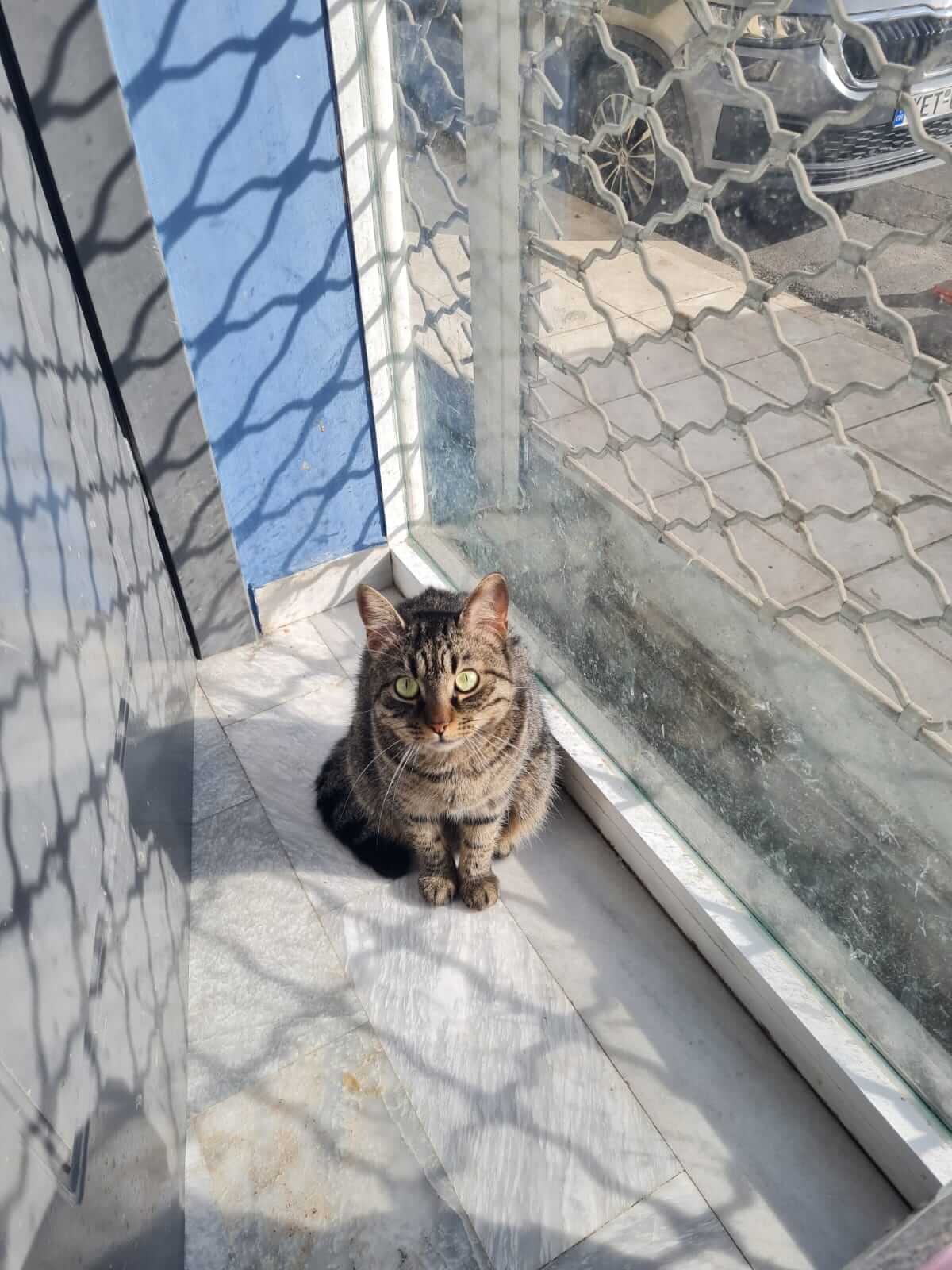 Nora Adoptiere eine Katze aus Griechenland