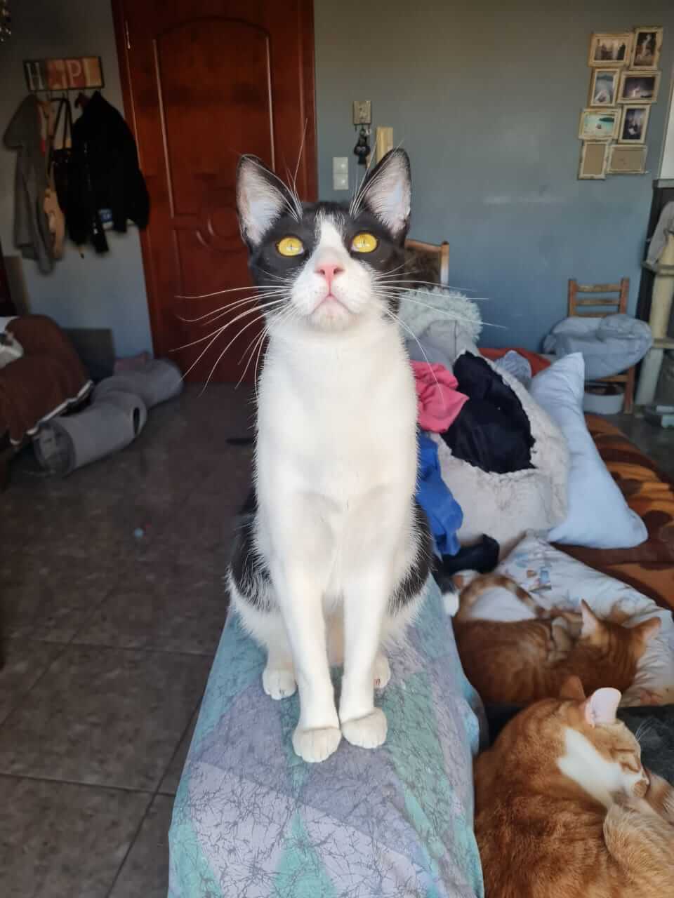 Katze adoptieren aus Athen