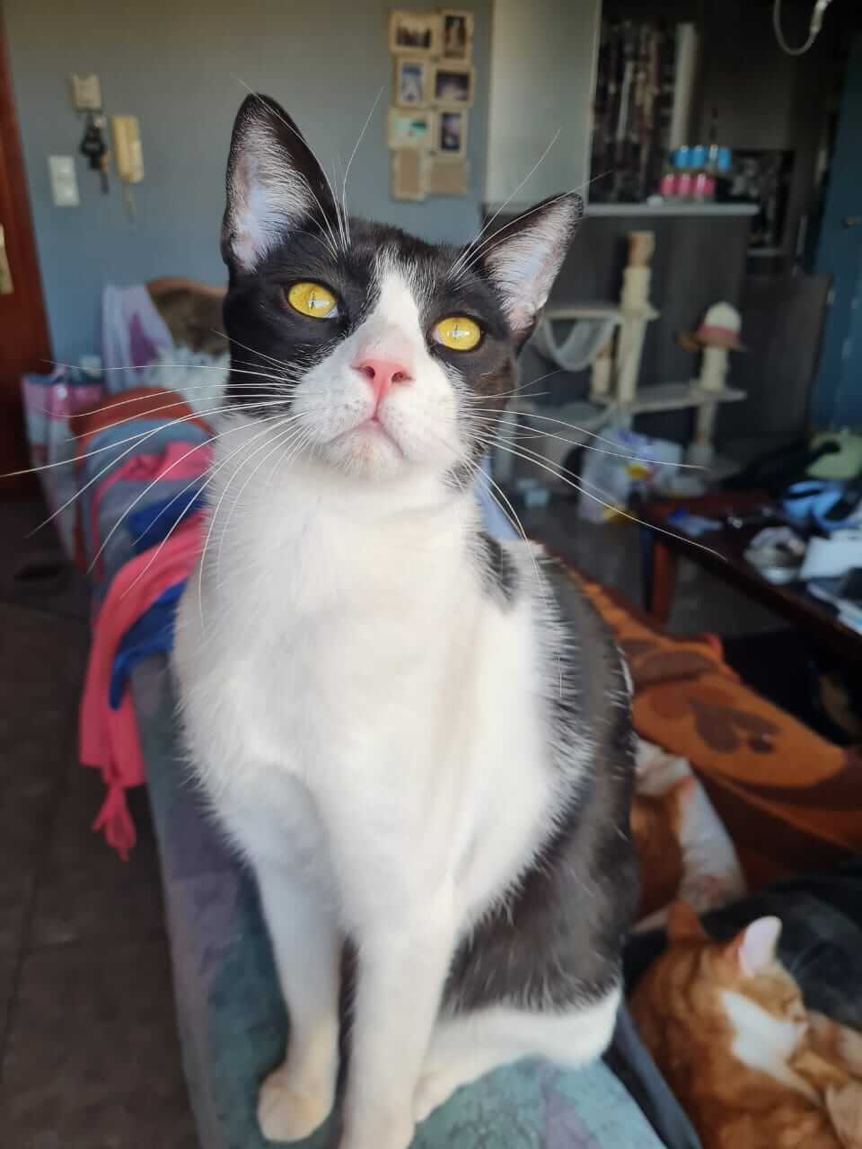 Katze adoptieren aus Athen