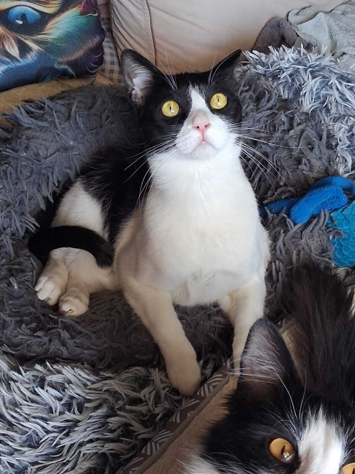 Katze-adoptieren-Athener-Cats-Piccolino