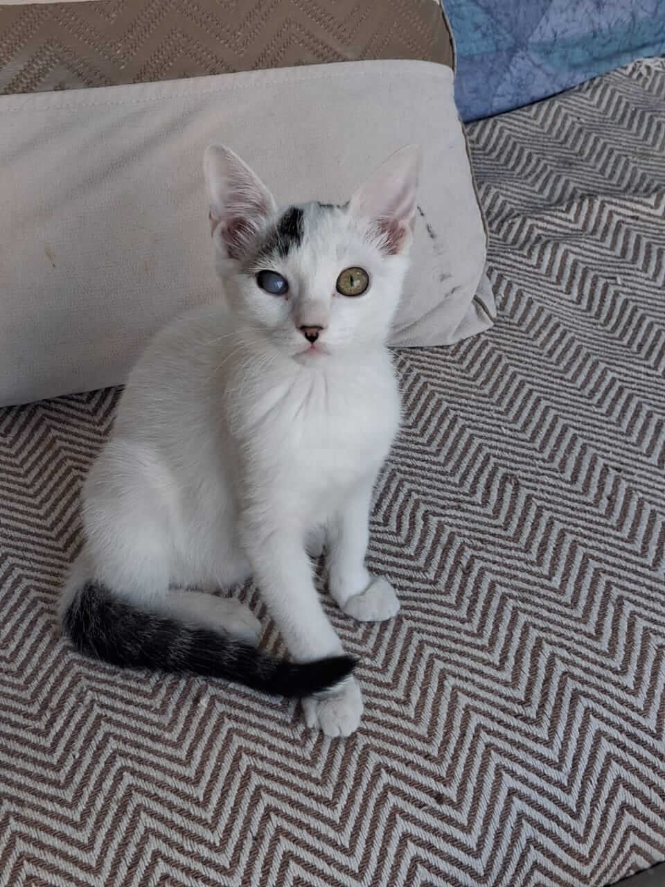 Katze-adoptieren-Athener-Cats-Pippin