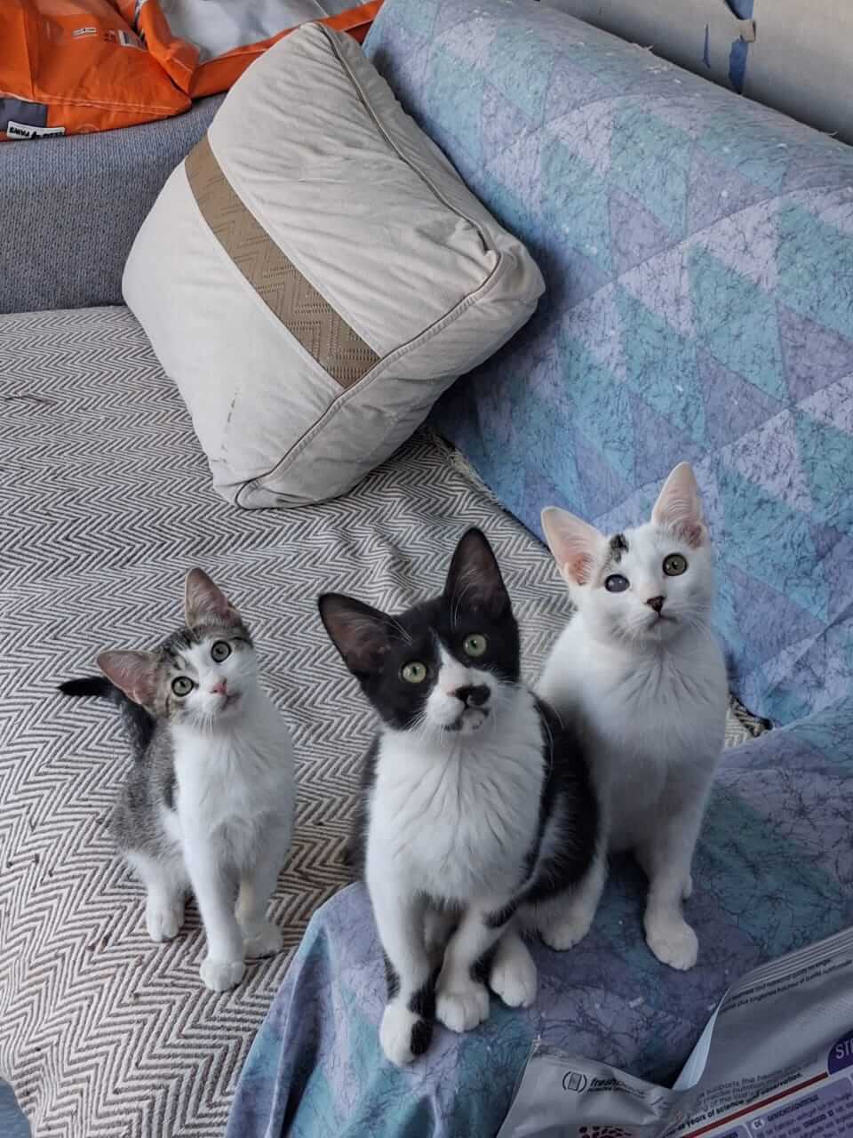 Katze-adoptieren-Athener-Cats-Pippin
