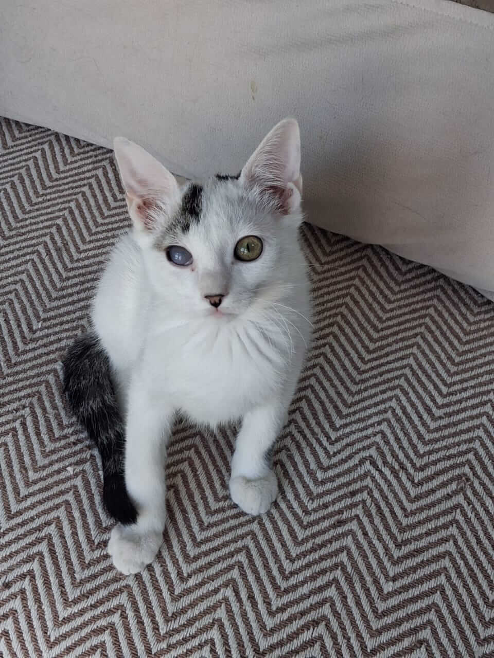 Katze-adoptieren-Athener-Cats-Pippin