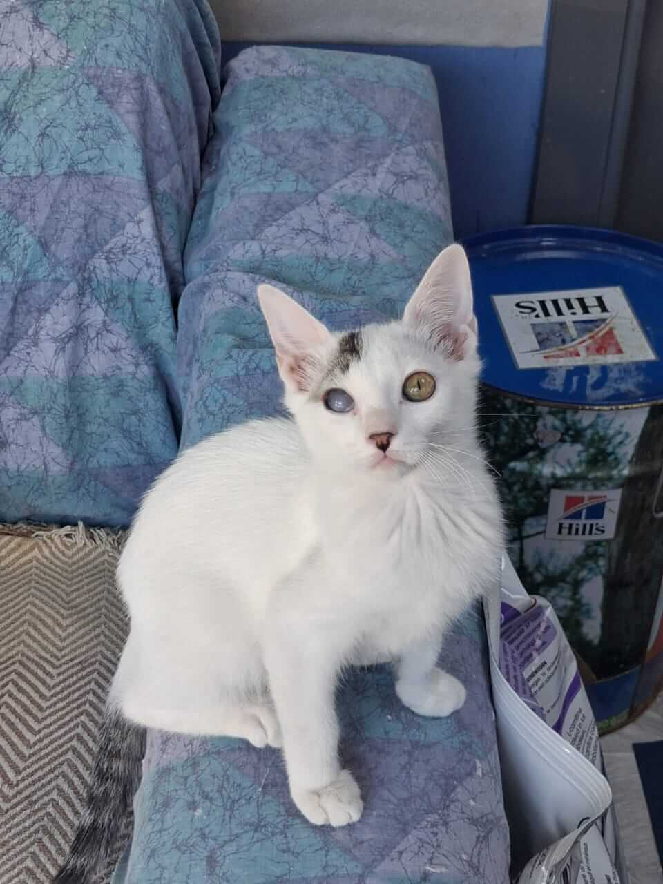 Katze-adoptieren-Athener-Cats-Pippin