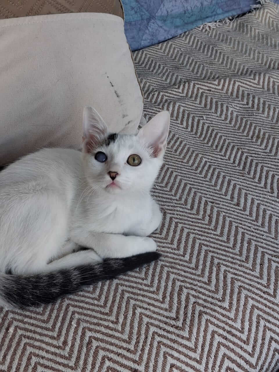 Katze-adoptieren-Athener-Cats-Pippin
