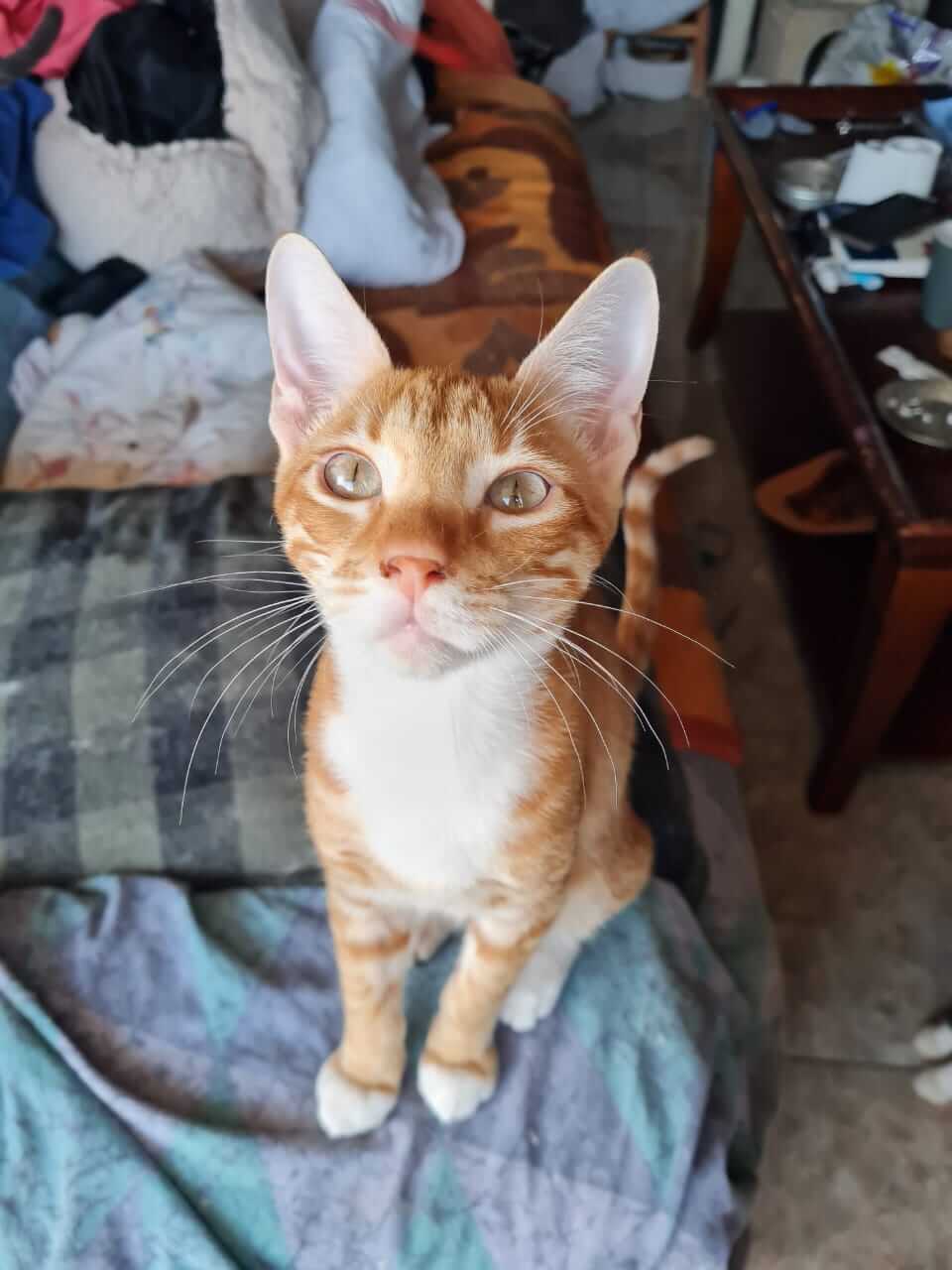 Straßenkatze aus Athen adoptieren Athener Cats