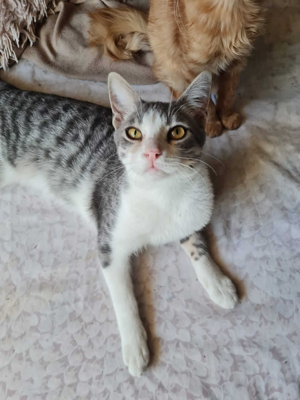 Straßenkatze aus Athen adoptieren Athener Cats