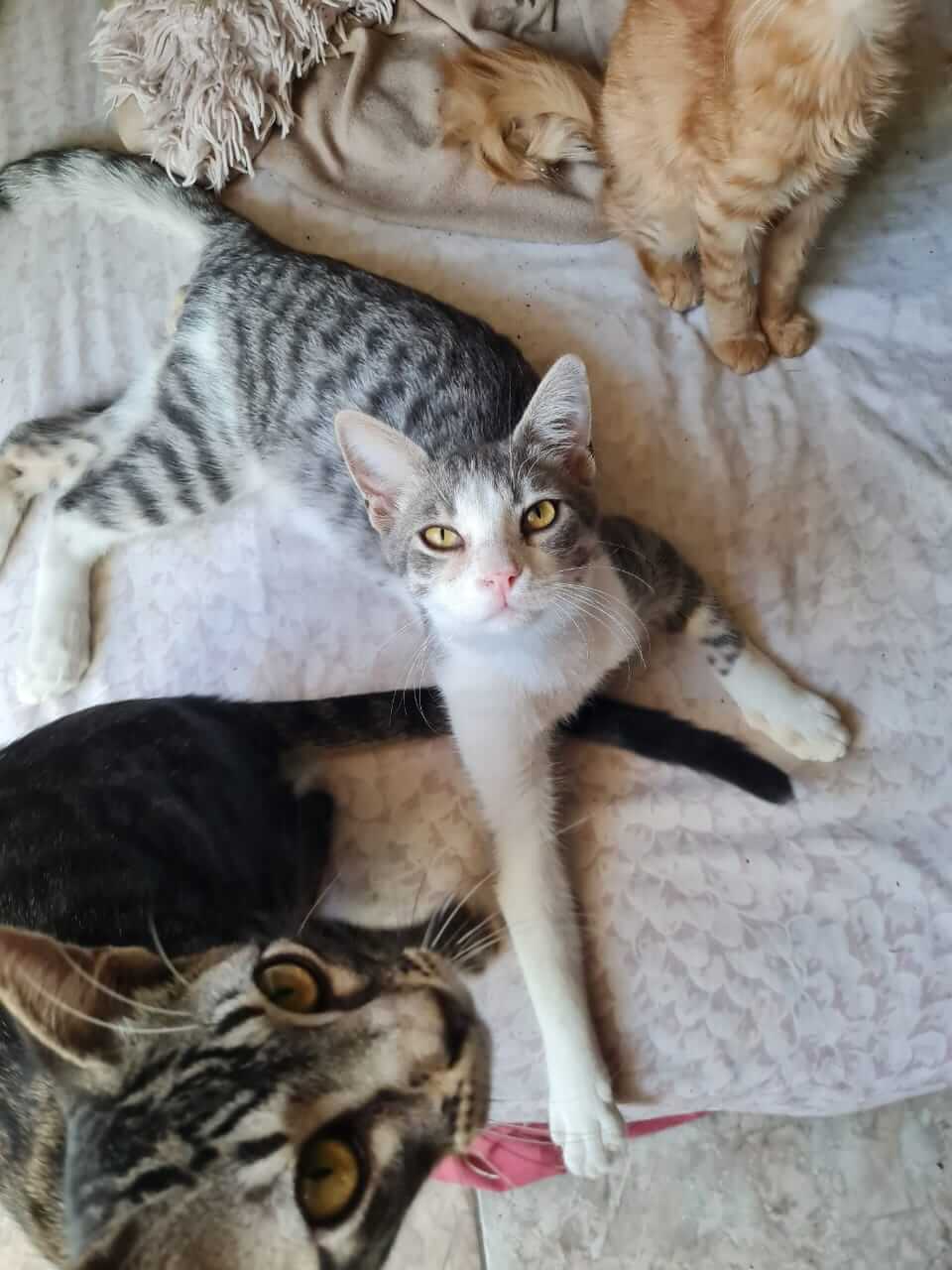 Katze aus Athen sucht Zuhause