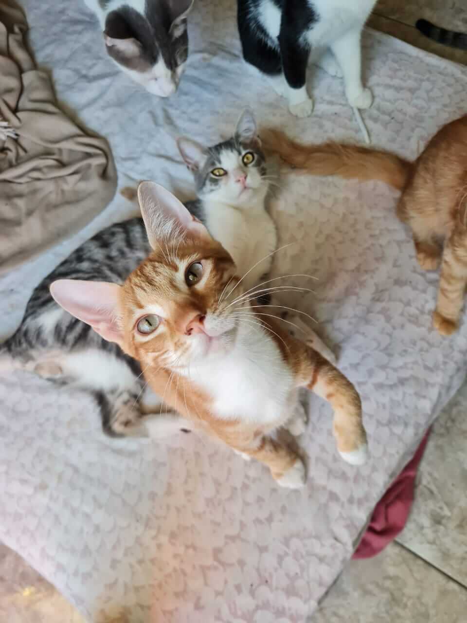 Katze aus Athen sucht Zuhause