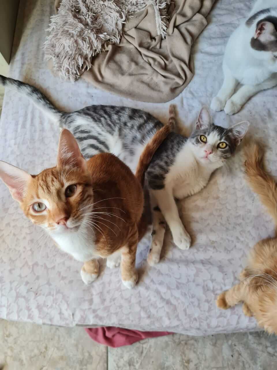 Straßenkatze aus Athen adoptieren