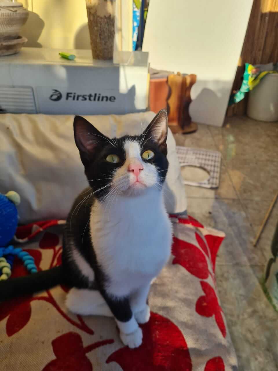 Katzengeschwister aus Athen adoptieren