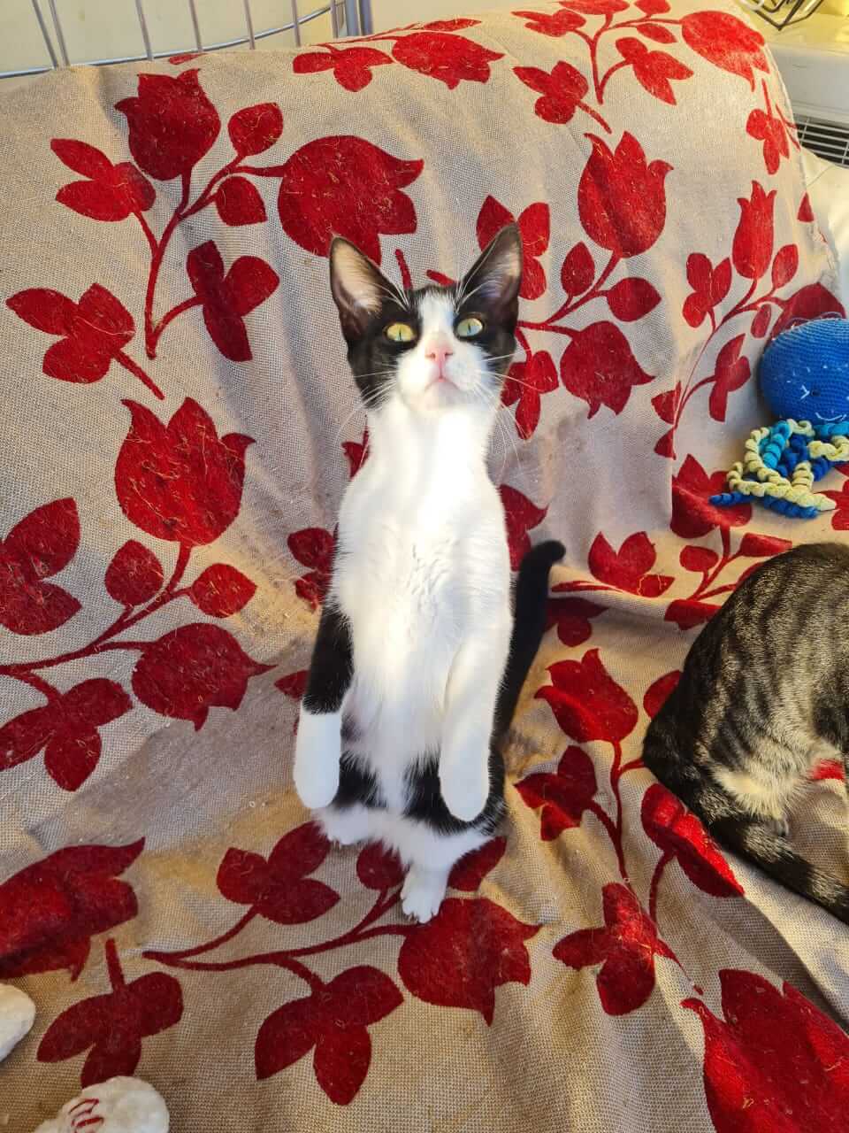 Katzengeschwister aus Athen adoptieren